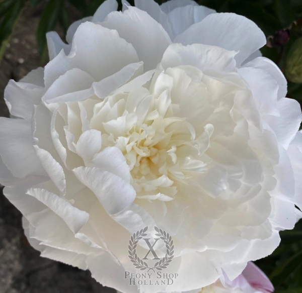 Peony Yubileyniy