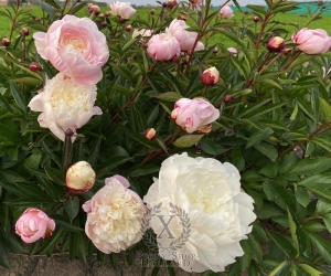 Thumbnail of Peony Yubileyniy, image 3 of 4