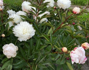 Thumbnail of Peony Yubileyniy, image 4 of 4