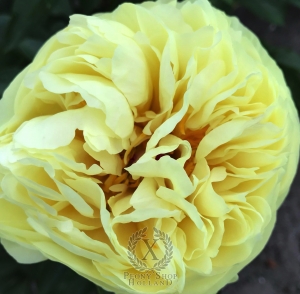 Thumbnail of Peony Zarah Scholten, image 1 of 3