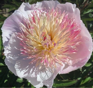 Thumbnail of Peony Zhemchuzhnaya Rossyp, image 1 of 3