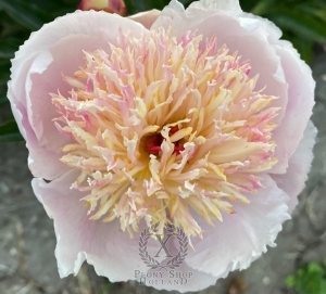 Thumbnail of Peony Zhemchuzhnaya Rossyp, image 2 of 3