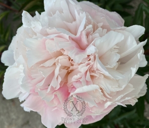 Thumbnail of Peony Zhemchuzhnina, image 1 of 2