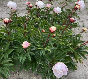 Thumbnail of Peony Zhemchuzhnina, image 2 of 2