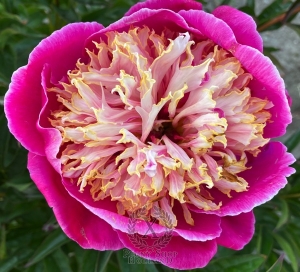 Thumbnail of Peony Zolotoe Runo, image 1 of 2