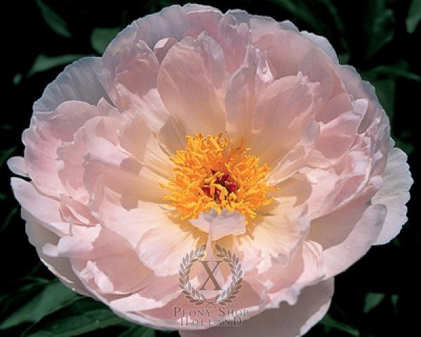 Peony Zuzu