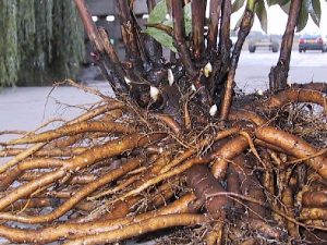 Big fat healthy peony roots