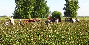 harvesting_peonies