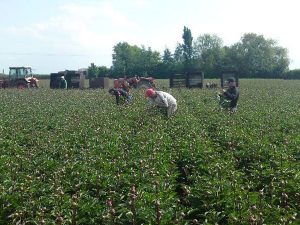 Harvesting peony flowers