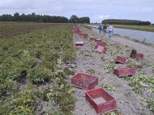 Harvesting peony roots with care