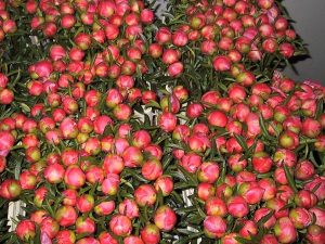 Peonies ready for flower auction