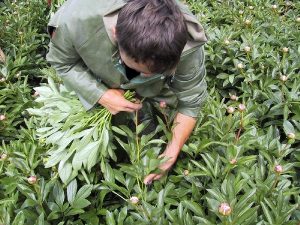 Cutting peonies with care