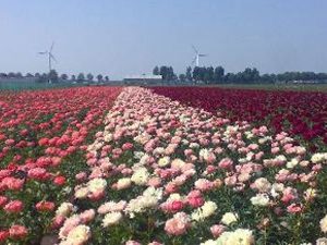 Peony flower field