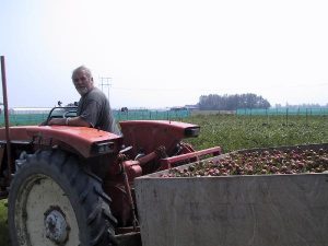 Peony flower harvest