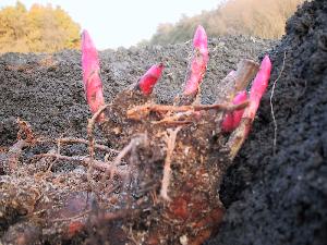 peony_planting