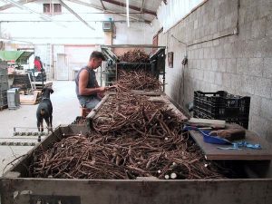 Peony roots production