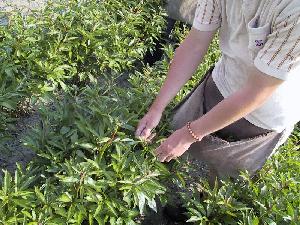 removing_peony_sidebuds