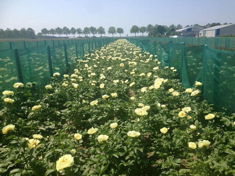 upcoming-peonies-in-early-spring