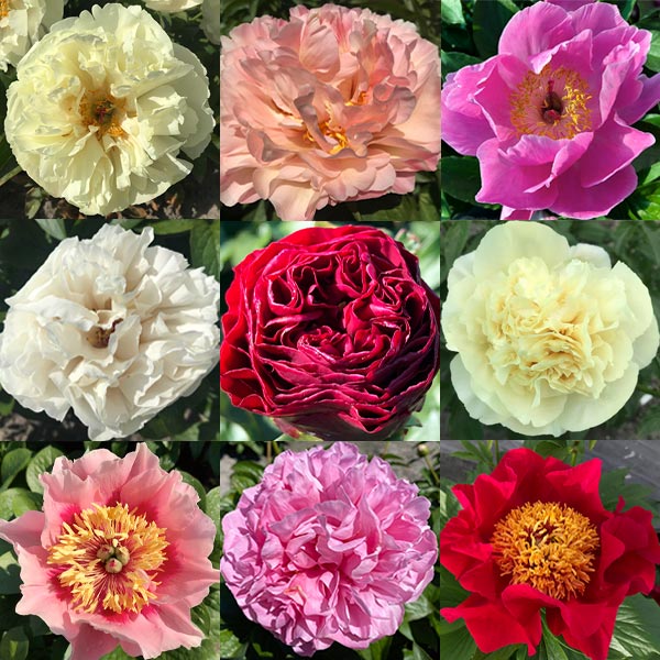 Collection of assorted peonies for sale