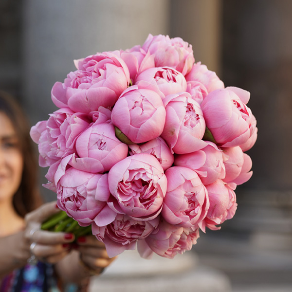 Already harvesting peony seeds - Warmerdam Paeonia B.V.