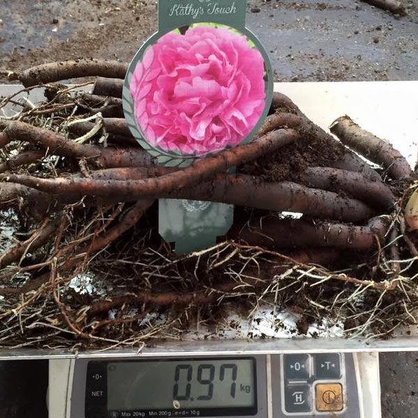 Big sized peony roots weighing 0.97 kg