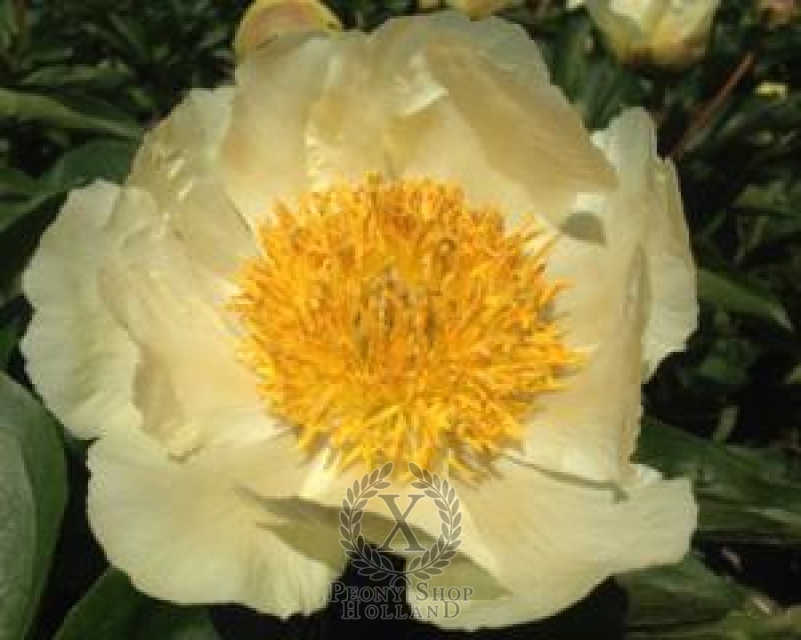 Peony Claire De Lune At Peony Nursery Peonyshop Com