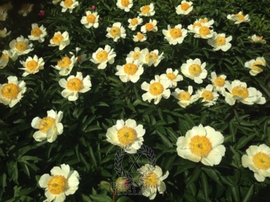 Peony Claire De Lune At Peony Nursery Peonyshop Com