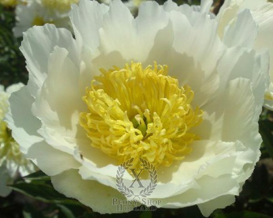 Peony Stellar Charm at peony nursery Peonyshop.com Peony Stellar Charm at peony nursery Peonyshop.com