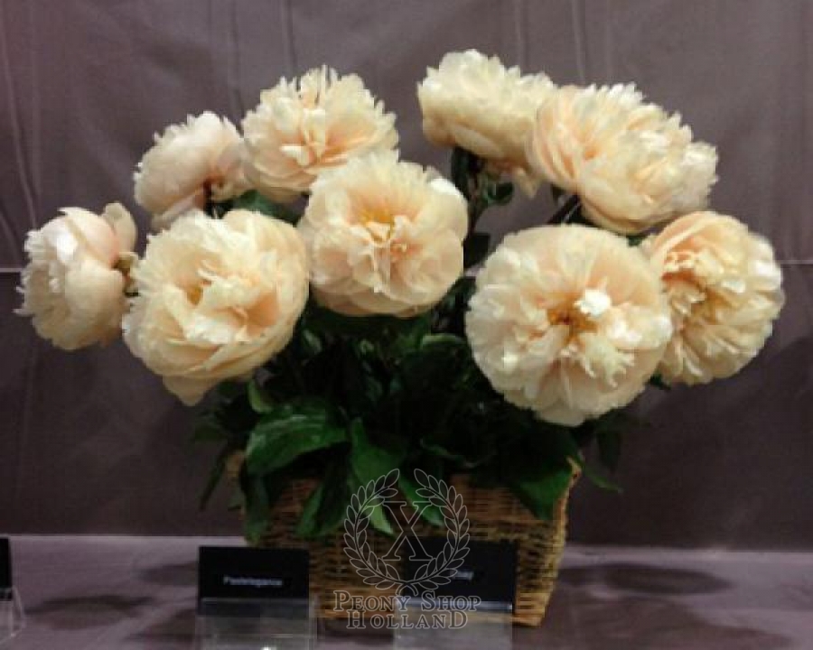 Peony Pastelegance at peony nursery Peonyshop.com