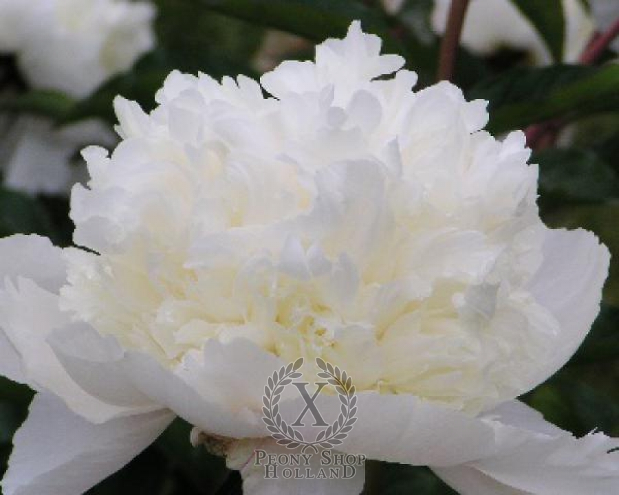 Peony Snow Mountain at peony nursery Peonyshop.com
