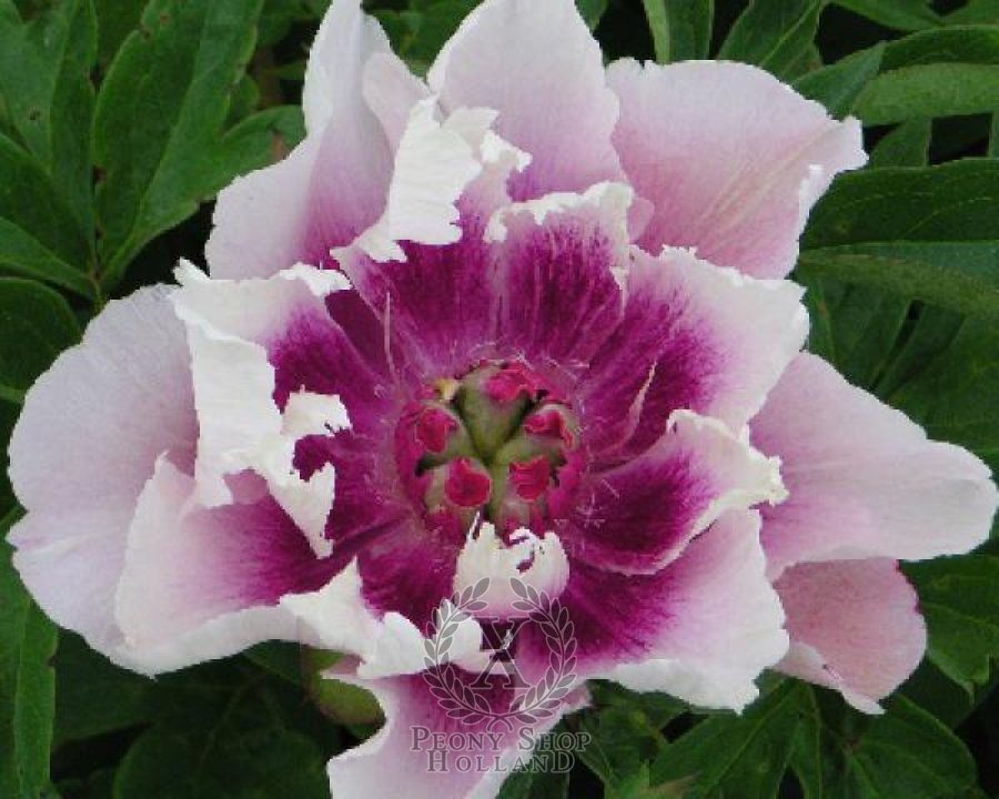 Peony Rosy Prospects Itoh Hybrid at peony nursery