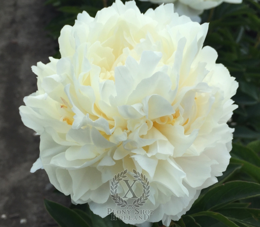 Peony Victorian Blush at peony nursery Peonyshop.com