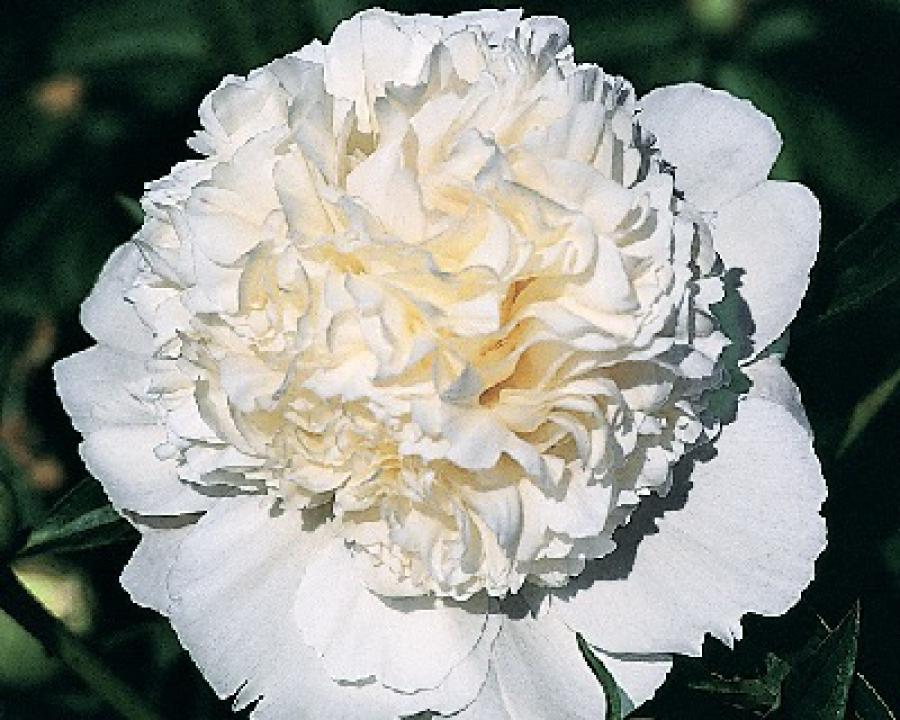 Peony Lancaster Imp at peony nursery