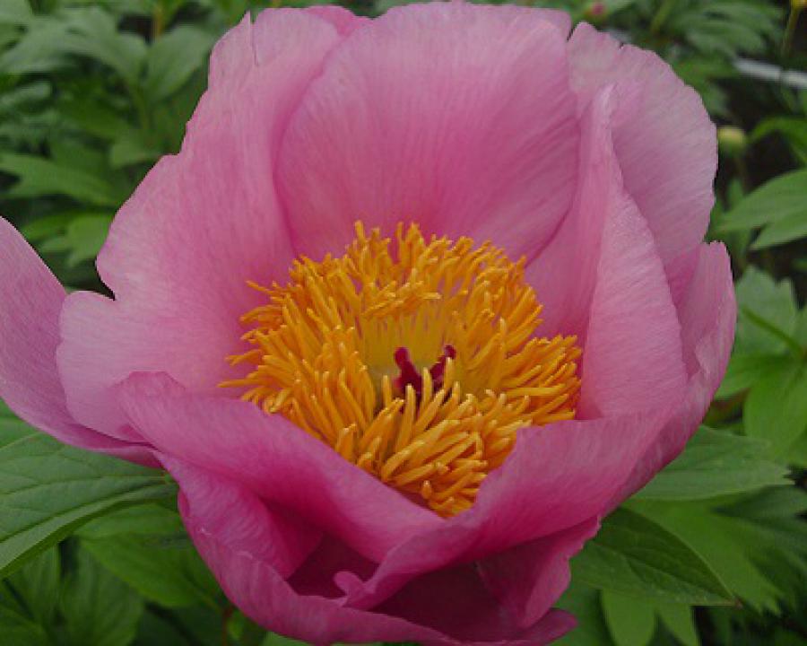 Peony Roselette at peony nursery