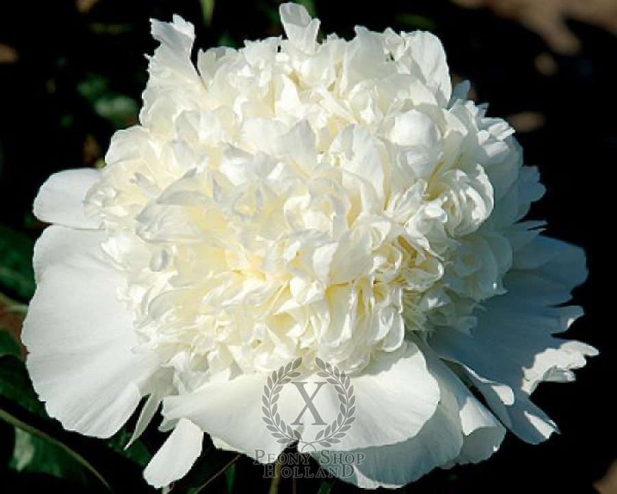 Peony Wisconsin Cream At Nursery Peony Wisconsin Cream
