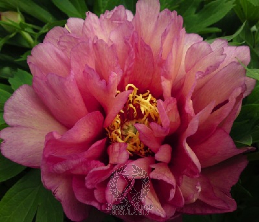 Peony Hillary Itoh Hybrid At Peony Nursery Peonyshop Com Peony Hillary Itoh Hybrid At Peony Nursery Peonyshop Com
