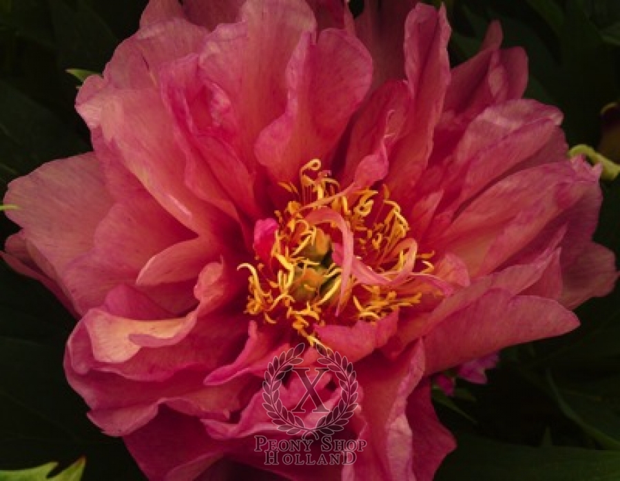 Peony Hillary Itoh Hybrid At Peony Nursery Peonyshop Com Peony Hillary Itoh Hybrid At Peony Nursery Peonyshop Com
