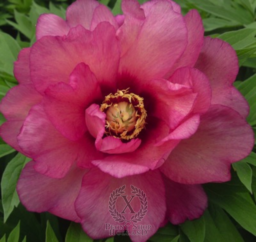 Peony Hillary Itoh Hybrid At Peony Nursery Peonyshop Com Peony Hillary Itoh Hybrid At Peony Nursery Peonyshop Com