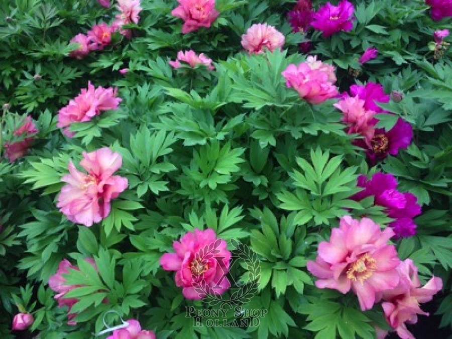 Peony Hillary Itoh Hybrid At Peony Nursery Peonyshop Com Peony Hillary Itoh Hybrid At Peony Nursery Peonyshop Com