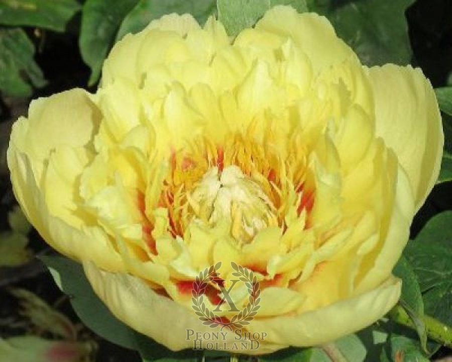 Peony Prairie Charm Itoh Hybrid at peony nursery