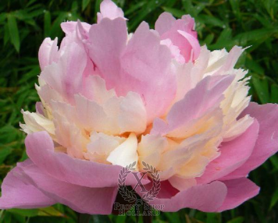 Sorbet Bare Roots Peony 1 Root Peony Bonsai Perennial Impressive Fresh Pink White Blossom Top