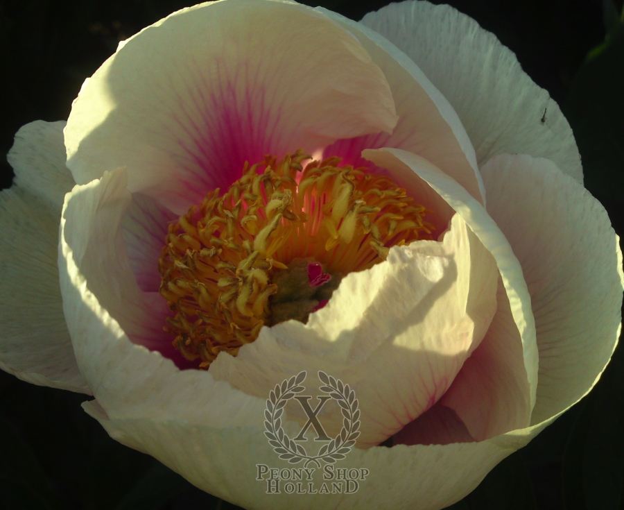 1_900x900.jpg?v=1011