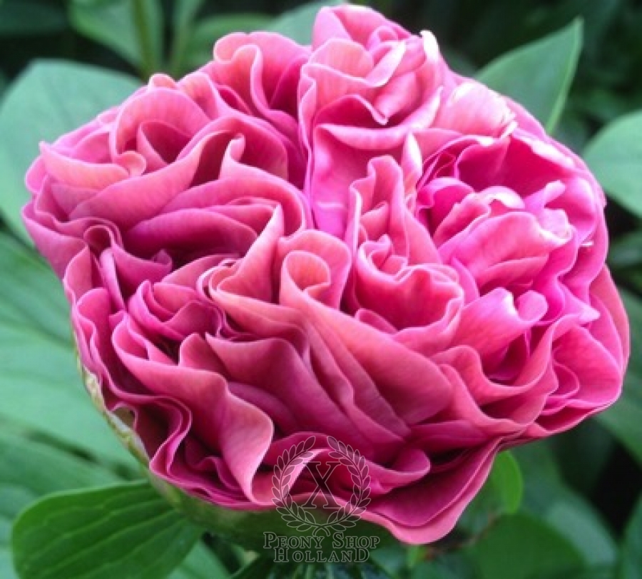 Peony Carnation Bouquet at peony nursery Peonyshop.com