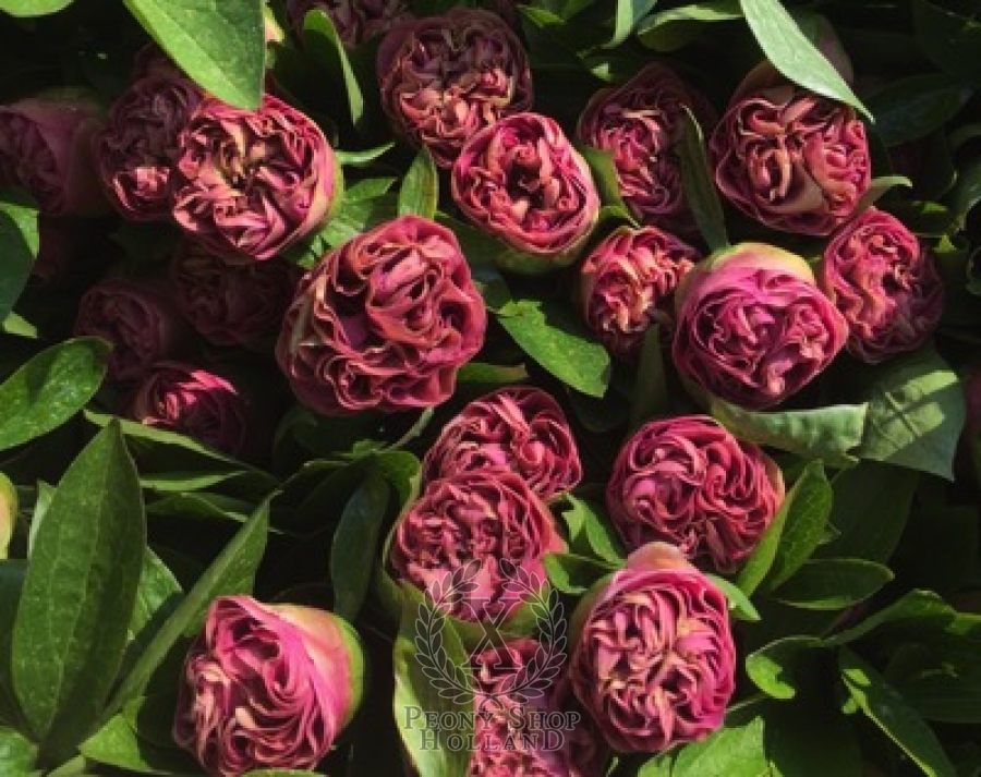 Peony Carnation Bouquet at peony nursery Peonyshop.com