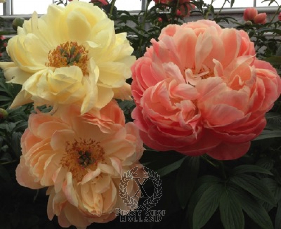 Peony Coral Charm at peony nursery