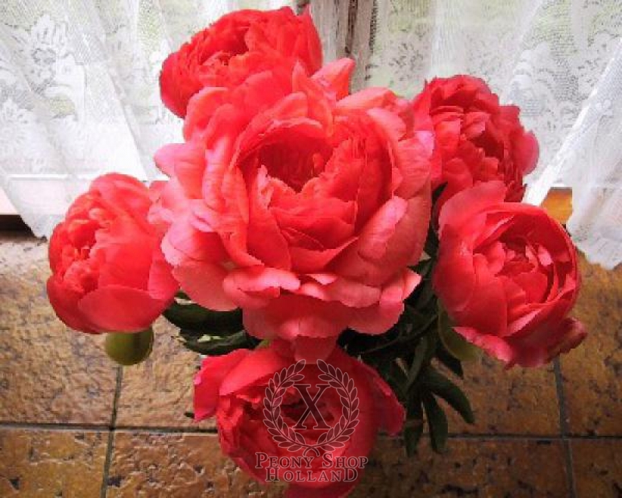 Peony Coral Sunset at peony nursery