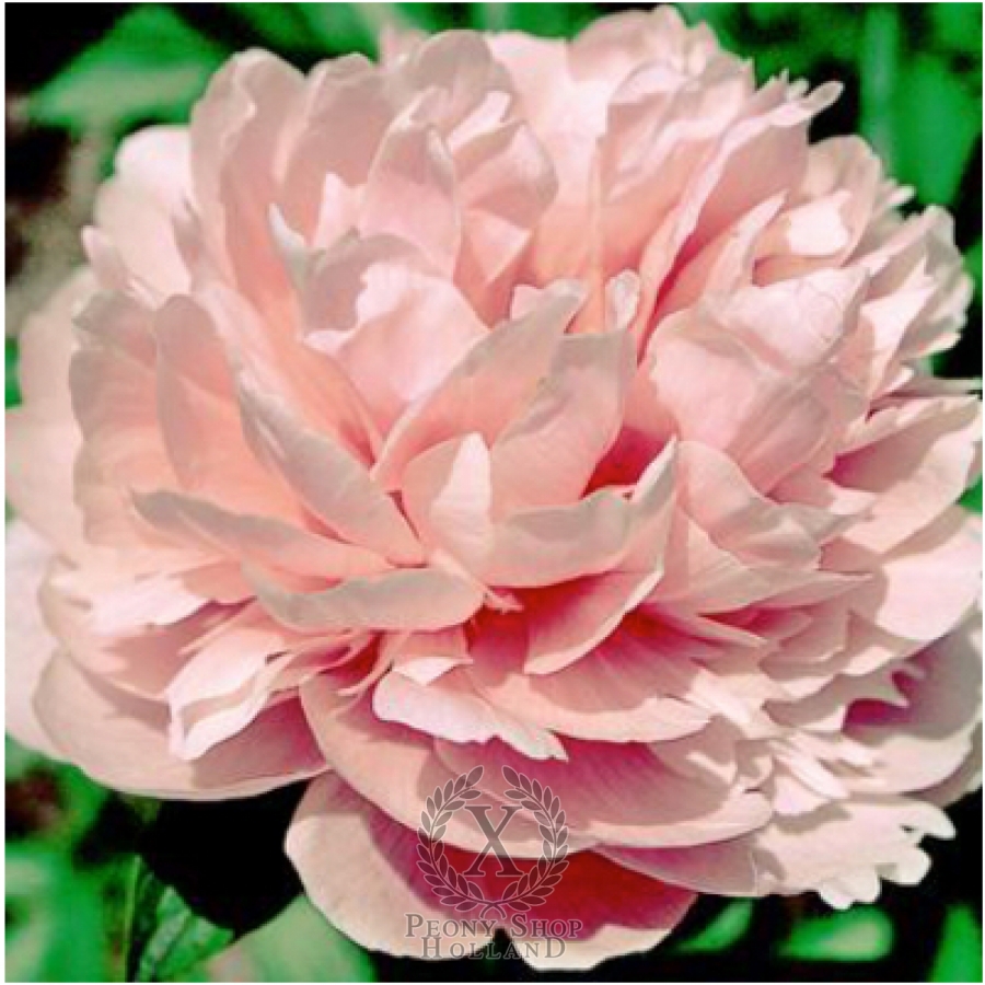 Peony Salmon Glory at peony nursery