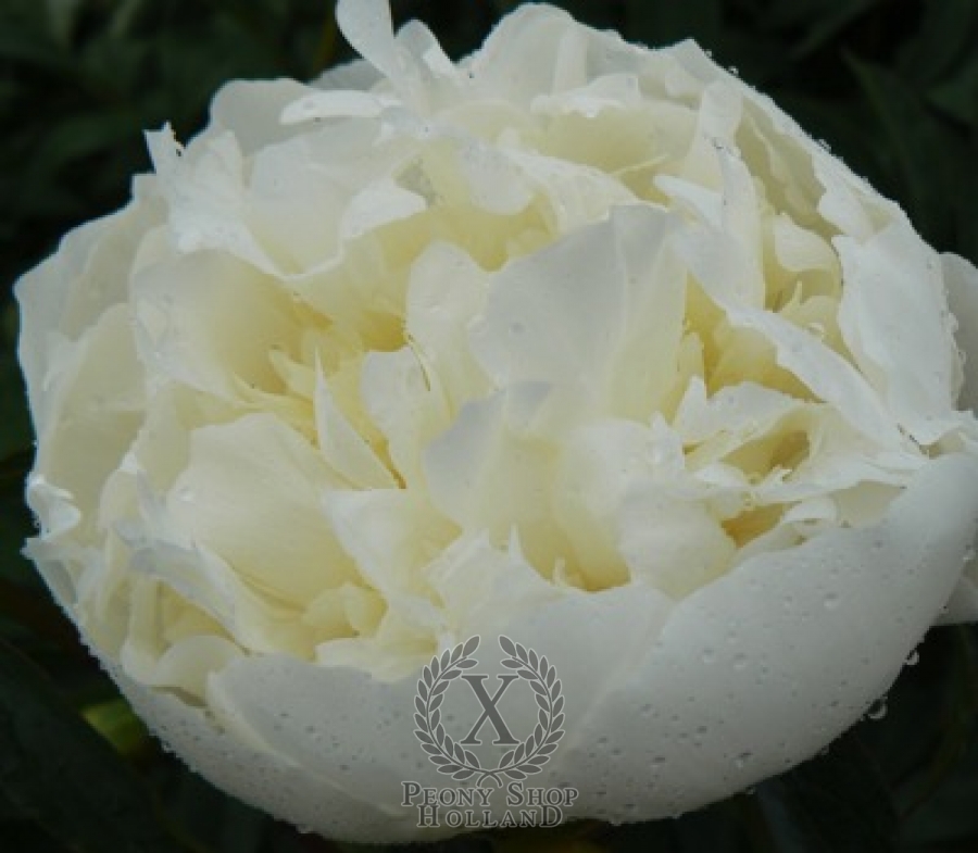 Peony Duchesse De Nemours At Peony Nursery Peonyshop Com Peony Duchesse De Nemours At Peony Nursery Peonyshop Com