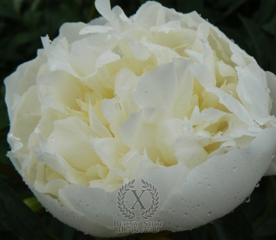 Sections of Bare Roots 3 x White Peony Duchess Du Nemours UK Free Postage