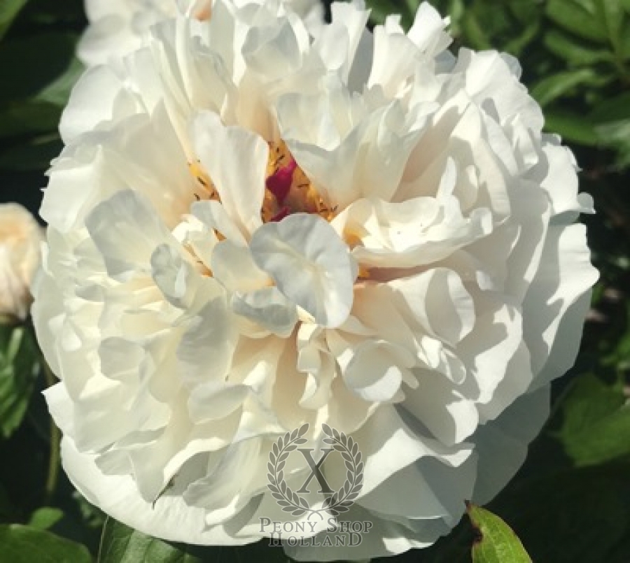 Peony White Vanguard at peony nursery